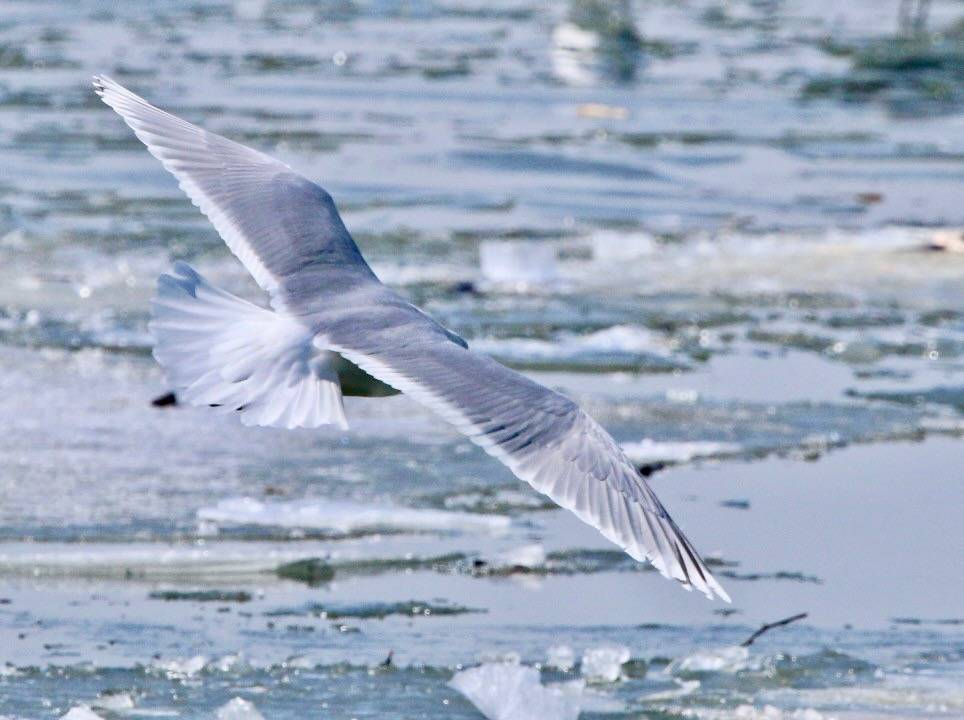 Iceland Gull (Kumlien's) - adult BIRD II by Victor W. Fazio III is licensed under CC BY-NC-SA 2.0.